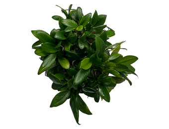 Anubias Barteri var. Nana Pangolino in pot