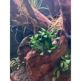 Anubias Barteri var. Nana Pangolino in pot