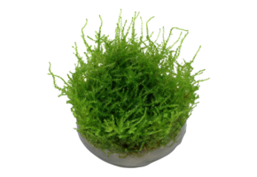 Vesicularia Montagnei Christmas Moss