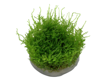 Vesicularia Montagnei Christmas Moss