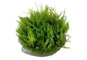 Vesicularia Ferriei Weeping Moss