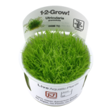 Utricularia Graminifolia