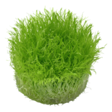 Utricularia Graminifolia