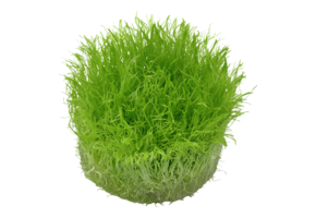 Utricularia Graminifolia