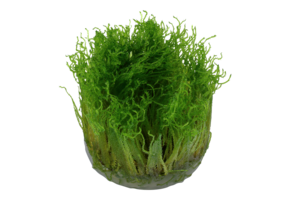 Taxiphyllum sp. Spiky Moss