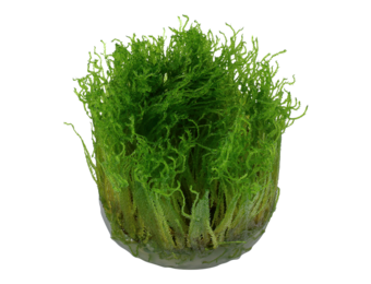 Taxiphyllum sp. Spiky Moss