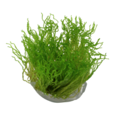 Taxiphyllum sp. Flame Moss