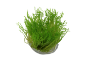 Taxiphyllum sp. Flame Moss