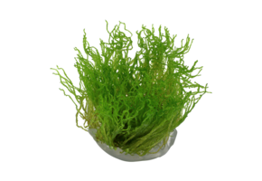 Taxiphyllum sp. Flame Moss