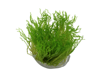 Taxiphyllum sp. Flame Moss