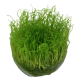 Taxiphyllum Barbieri Bogor Moss