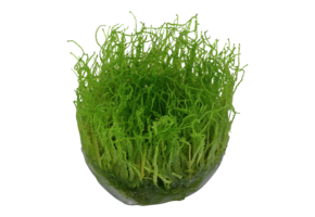 Taxiphyllum Barbieri Bogor Moss
