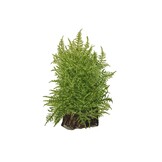 Taxiphyllum Alternans Taiwan Moss