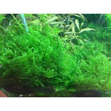 Taxiphyllum Alternans Taiwan Moss