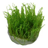 Taxiphyllum Alternans Taiwan Moss