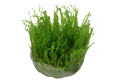 Taxiphyllum Alternans Taiwan Moss