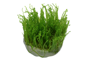 Taxiphyllum Alternans Taiwan Moss