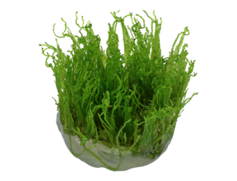 Taxiphyllum Alternans Taiwan Moss