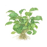 Schimatoglottis Prietoi