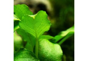 Schimatoglottis Prietoi