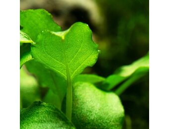 Schimatoglottis Prietoi