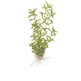 Rotala Rotundifolia Green