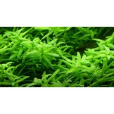 Rotala Rotundifolia Green