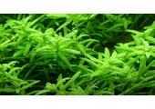 Rotala Rotundifolia Green