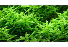 Rotala Rotundifolia Green