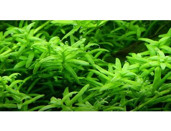 Rotala Rotundifolia Green