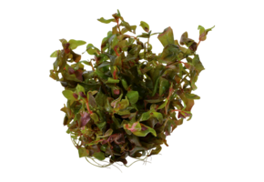 Rotala Macrandra