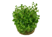 Rotala Indica Bonsai