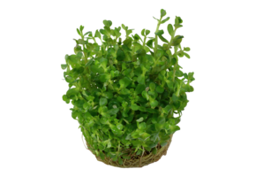 Rotala Indica Bonsai
