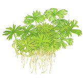 Ranunculus Inundatus