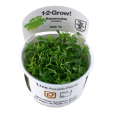 Ranunculus Inundatus