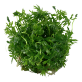 Ranunculus Inundatus