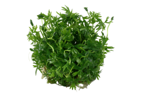 Ranunculus Inundatus