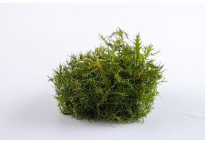 Proserpinaca Palustris Cuba