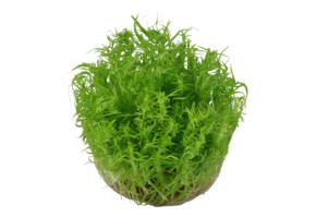 Pogostemon Deccanensis