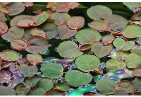 Phyllanthus Fluitans