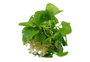 Nymphoides Hydrophylla Taiwan