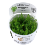 Myriophyllum sp. Guyana