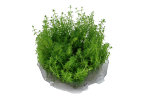 Myriophyllum sp. Guyana
