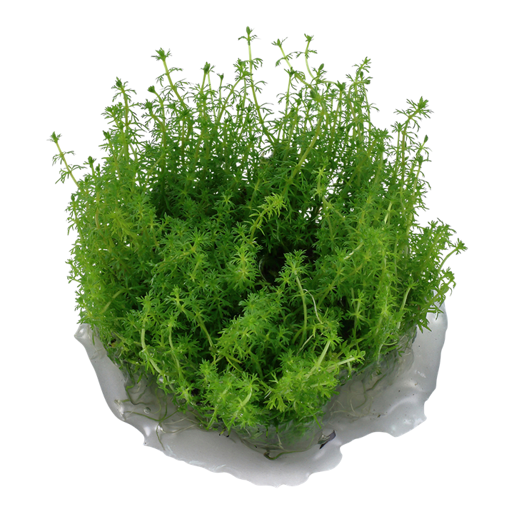 Myriophyllum sp. Guyana