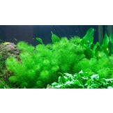 Myriophyllum sp. Guyana