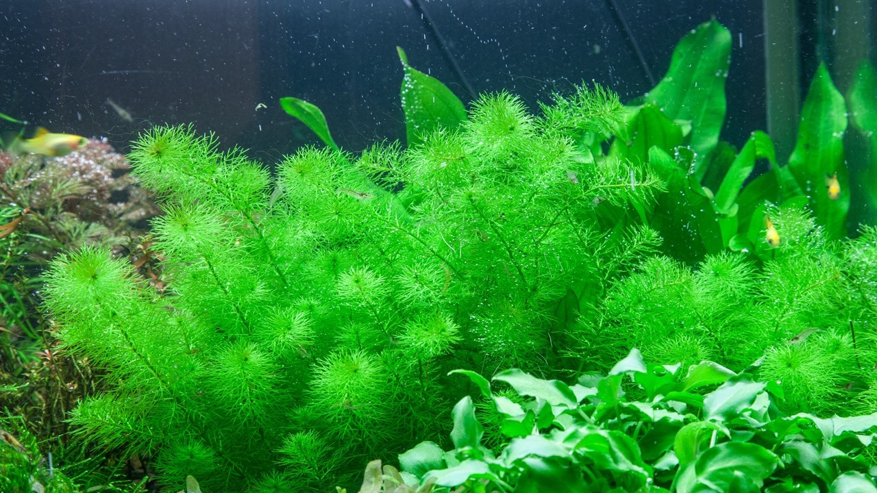 Myriophyllum sp. Guyana