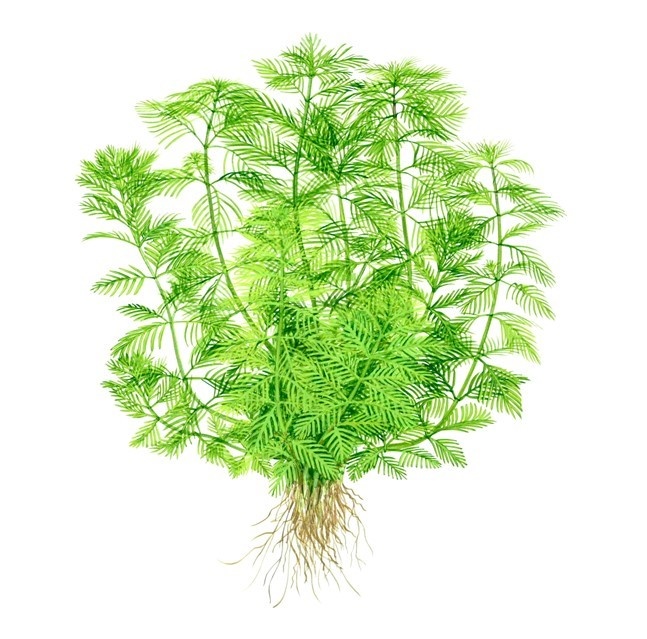 Myriophyllum Mattogrossense