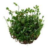 Marsilea Minuta