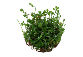 Marsilea Minuta