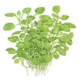 Lobella Cardinalis Mini